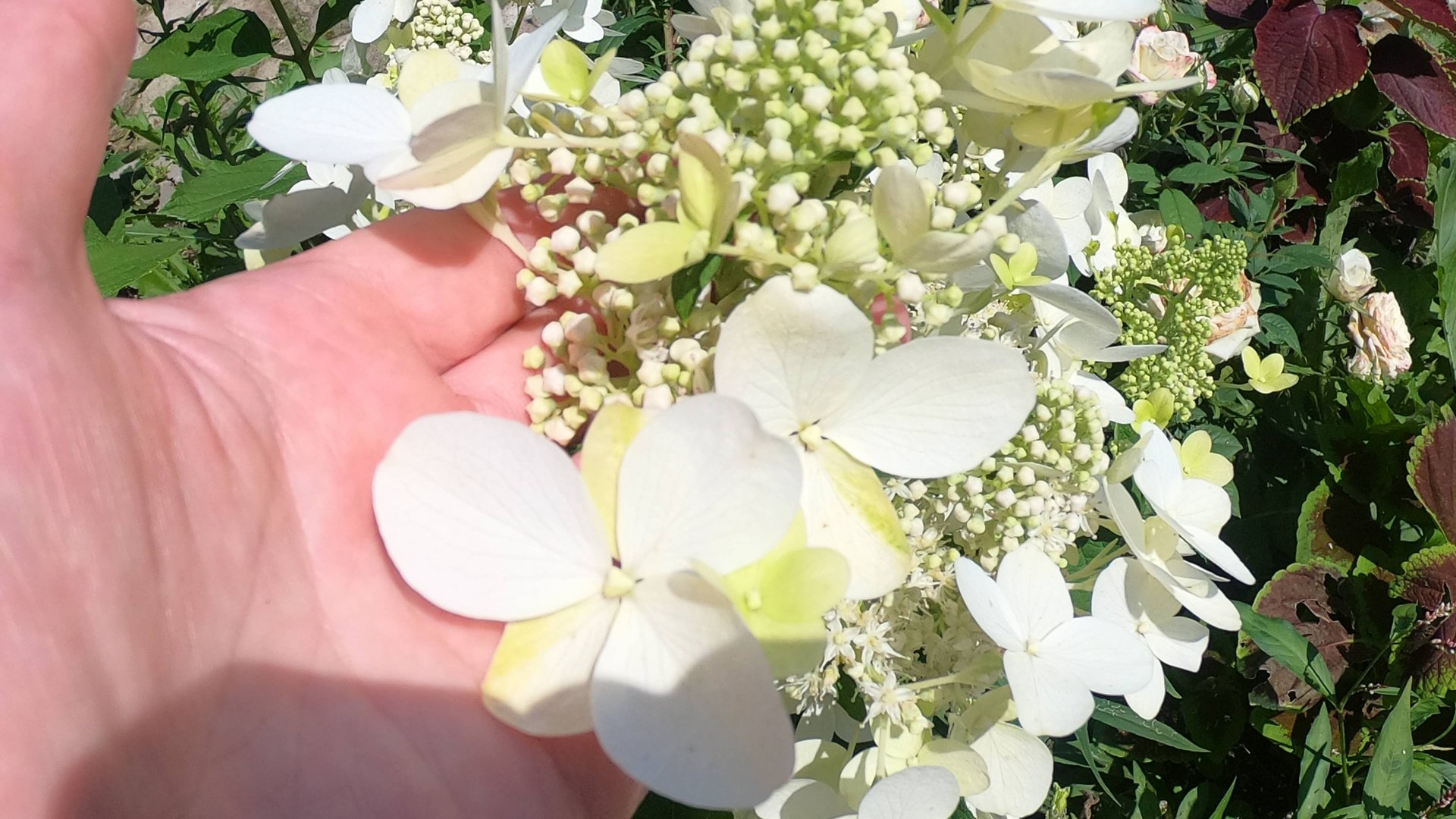 Метельчатая гортензия Меджикал Файер(Magical Fire) зимовала дома.