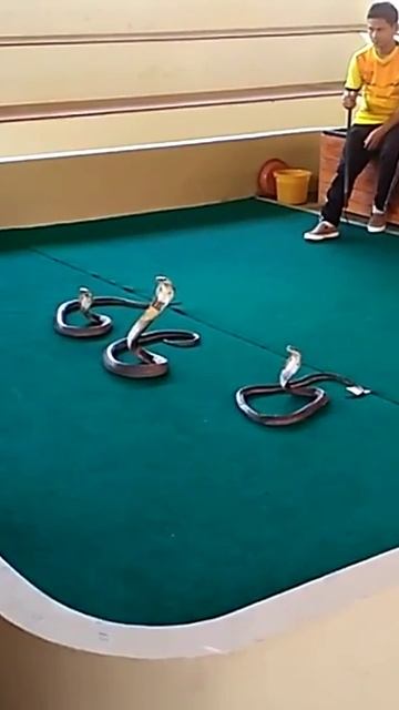 За кем следит Кобра/Таиланд (10)