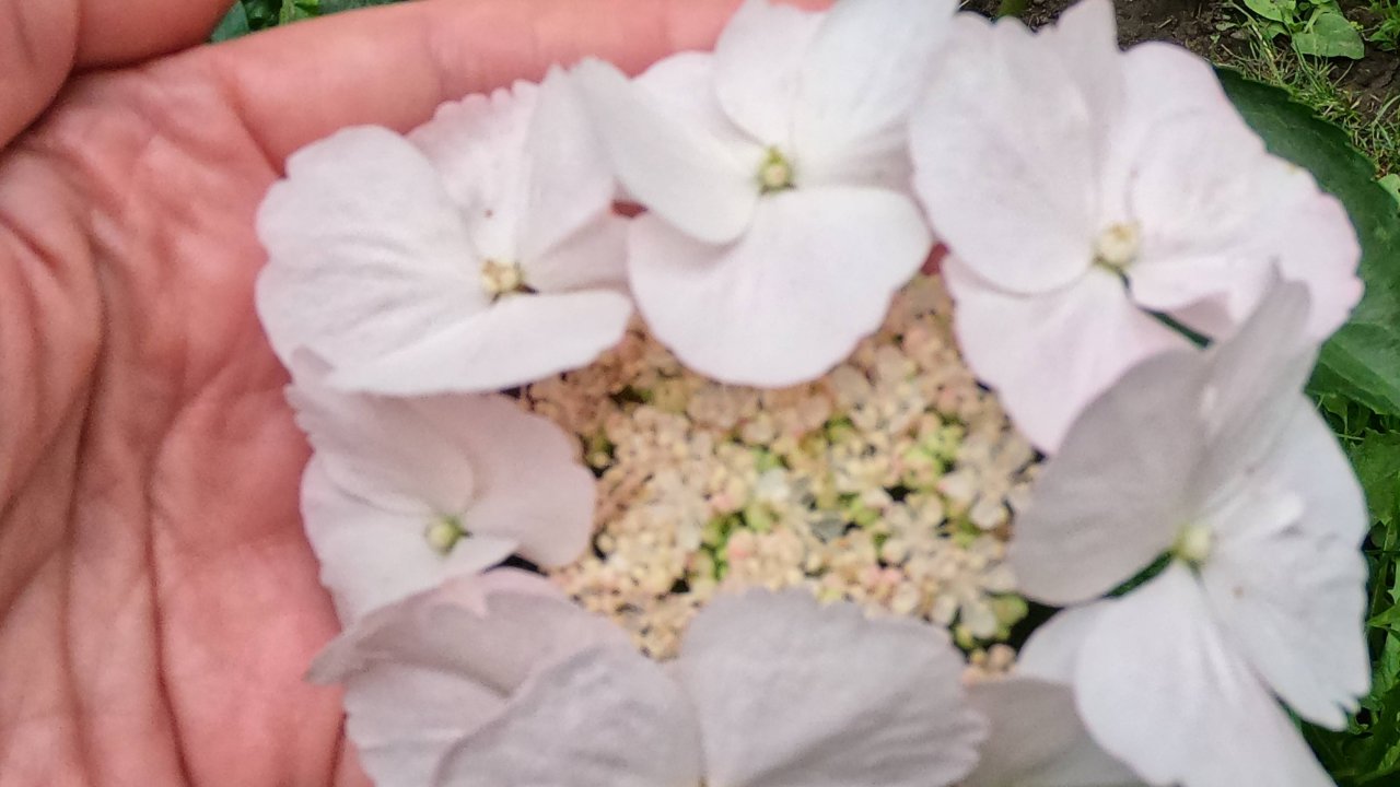 Гортензия Сбежавшая невеста ампельный гибрид.Зимовала в условиях квартиры.