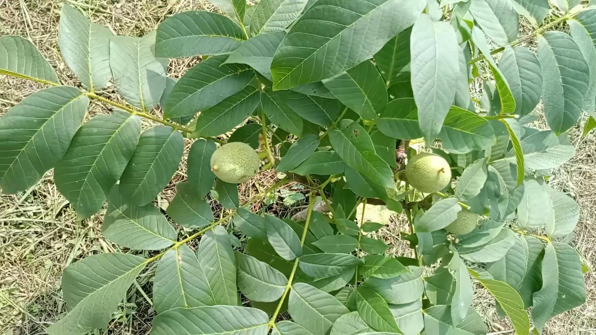 Скороплодный грецкий орех Идеал. Small Gardens
