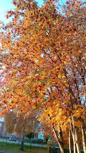 рябина в октябре