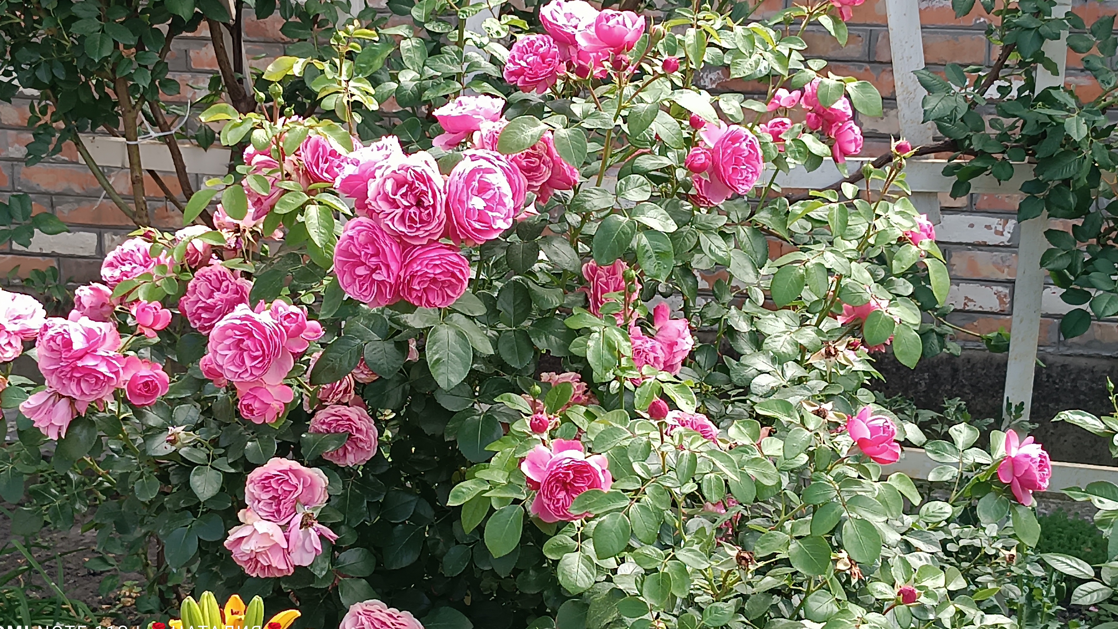 Роза Леонардо Да Винчи (Leonardo da Vinci). Цветение сезон 2025 г.