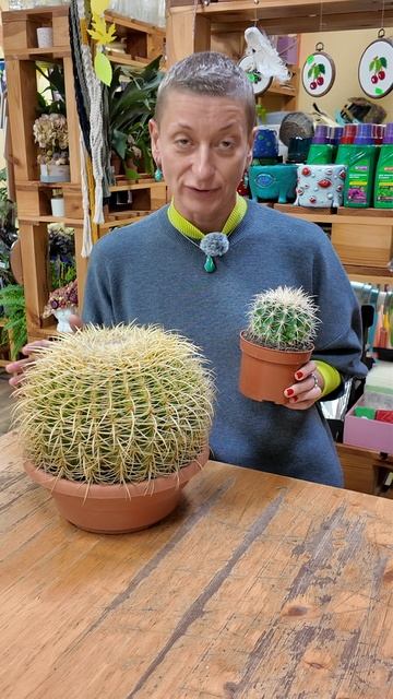 Добавь это и кактус вырастет на глазах