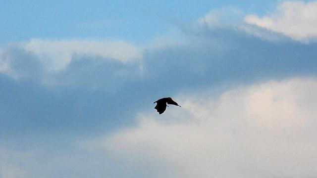 летучая лисица