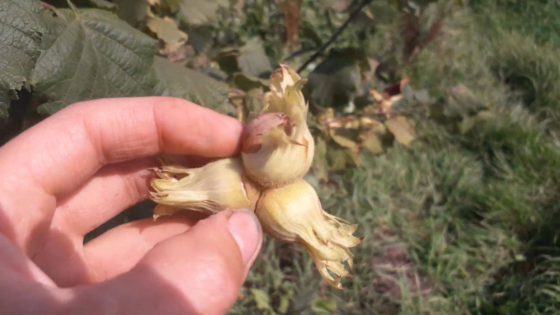 Фундук Шедевр 2025 год Small Gardens