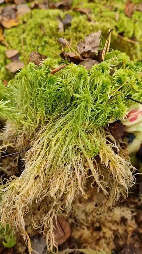 МОХ СФАГНУМ ЗАГОТОВКА ОСЕННИЙ СБОР #Живой_МОХ