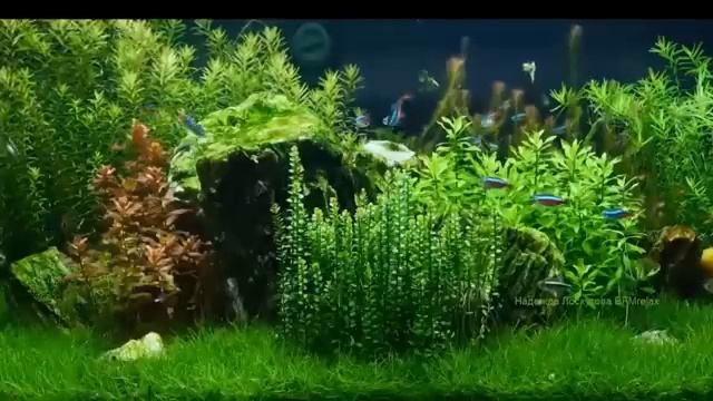 Аквариум и релакс музыка на 1 час (Надежда Лоскутова BFMrelax)