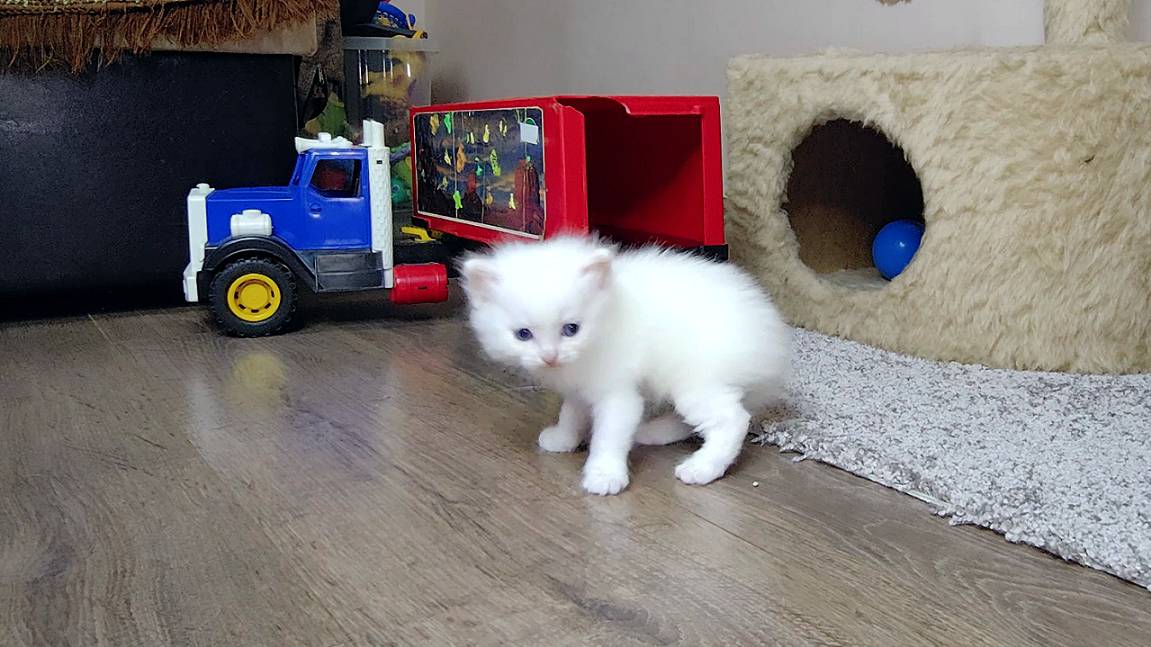 Мама-кошка и её три котёнка. Белый котёнок делает первые шаги.