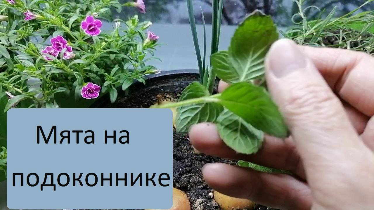 Мята на подоконнике. Как посадить