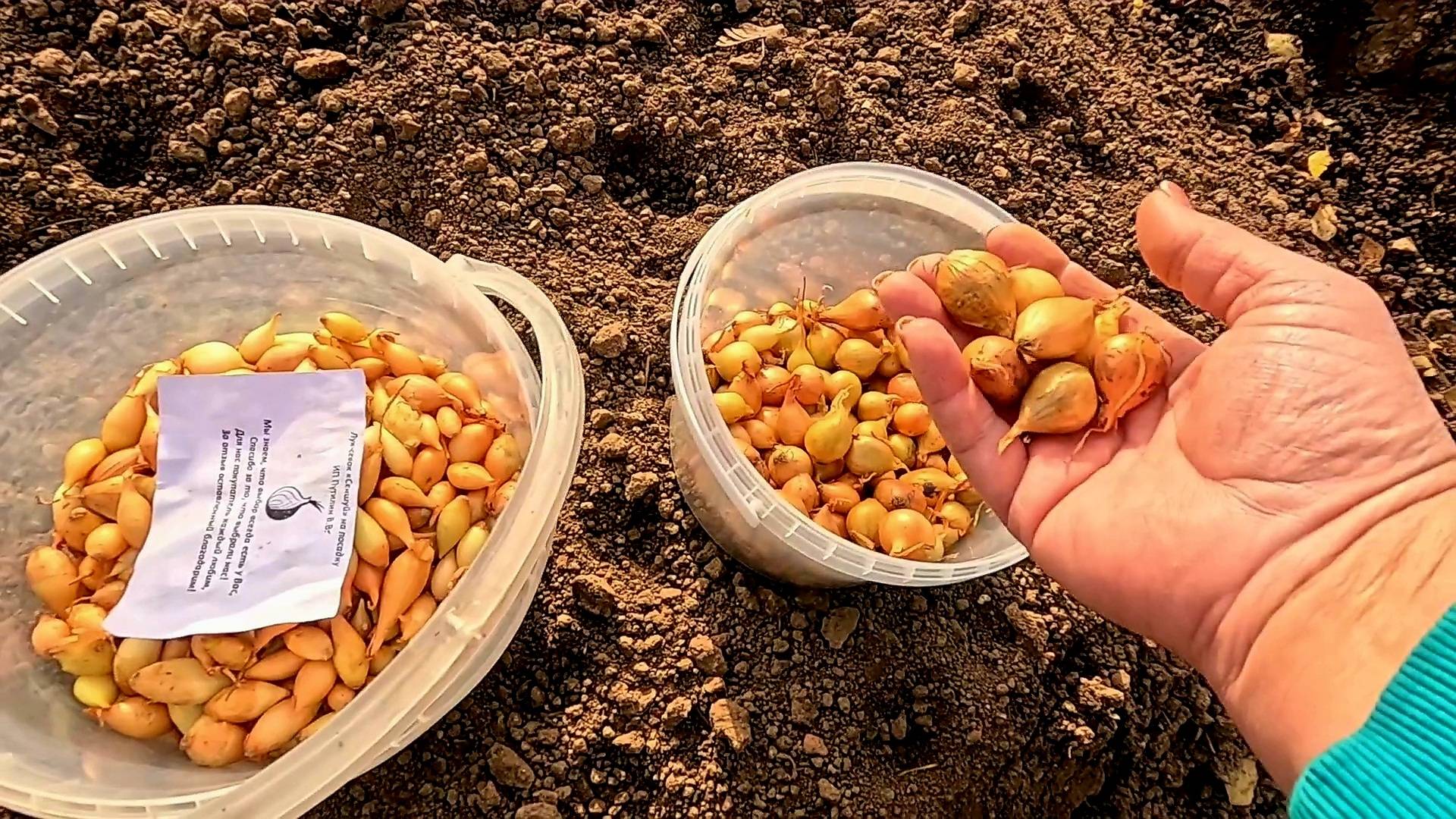 Все тонкости, плюсы и минусы посадки ОЗИМОГО ЛУКА!!