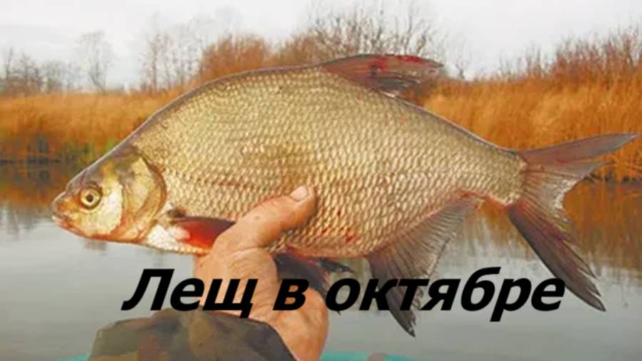 КАК ЛОВИТЬ ЛЕЩА в ОКТЯБРЕ? НАЖИВКИ и СНАСТИ для ЛОВЛИ ЛЕЩА. МЕСТА и ВРЕМЯ для РЫБАЛКИ на ЛЕЩА ОСЕНЬЮ