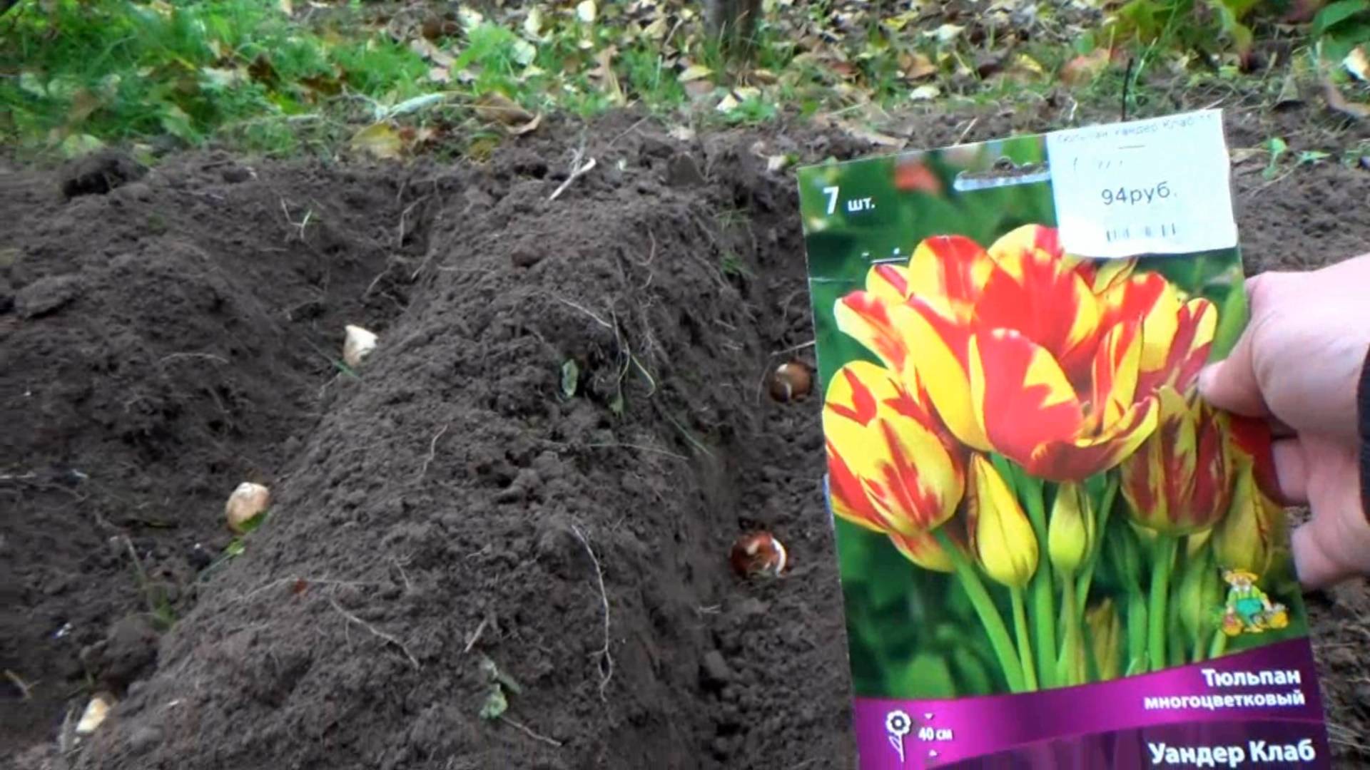 Посадка луковиц тюльпанов. Начало октября 2025 года