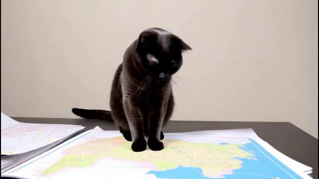 Самый пушистый день в году! | Мультфильм для поднятия настроения