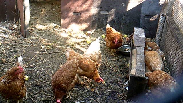 Обзор: куры в курятнике