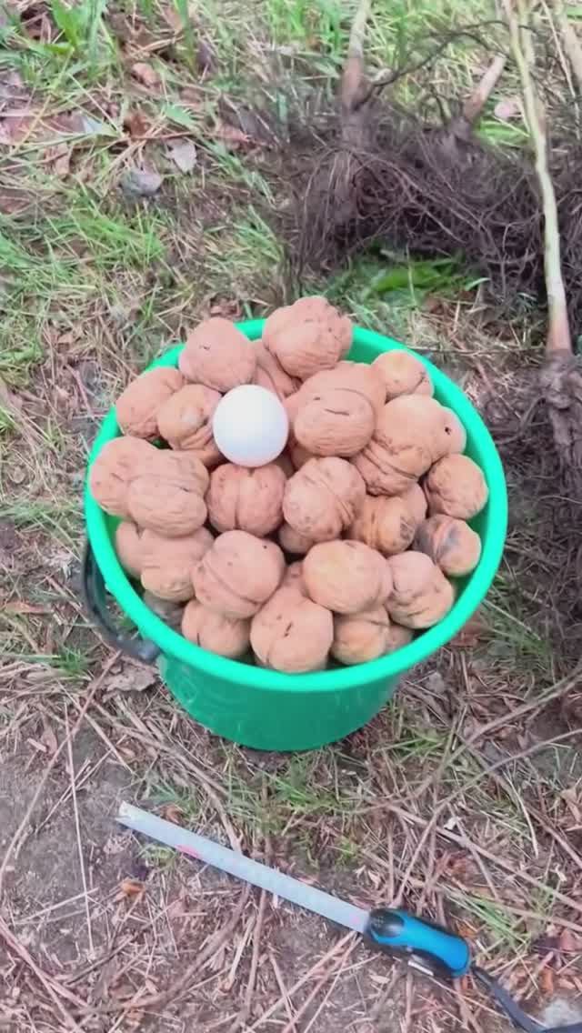 Крупноплодный грецкий орех Великан Ростов-на-Дону Small Gardens