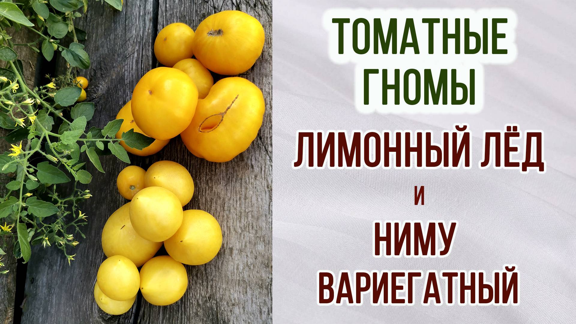 Гномы томатные "ЛИМОННЫЙ ЛЁД" и "НИМУ ВАРИЕГАТНЫЙ". Обзор + Отзыв. Урожайность. Вкус.