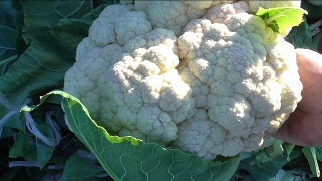 Кочан цветной капусты 5 кг