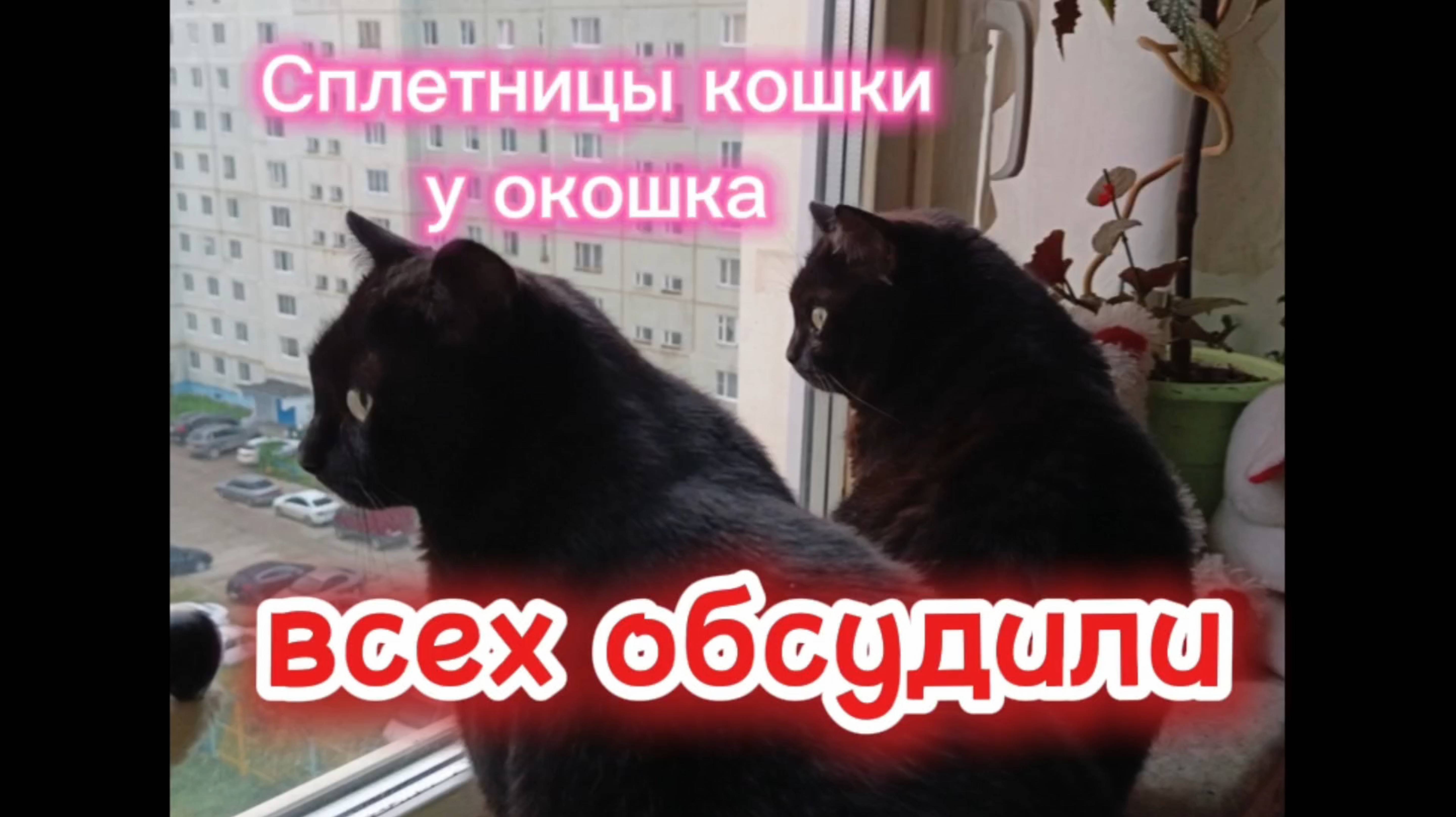 Кошки с озвучкой.