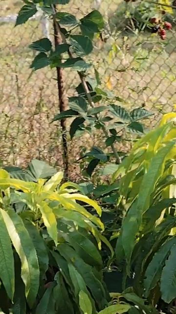 Колоновидный персик Тотем садовода от Small Gardens