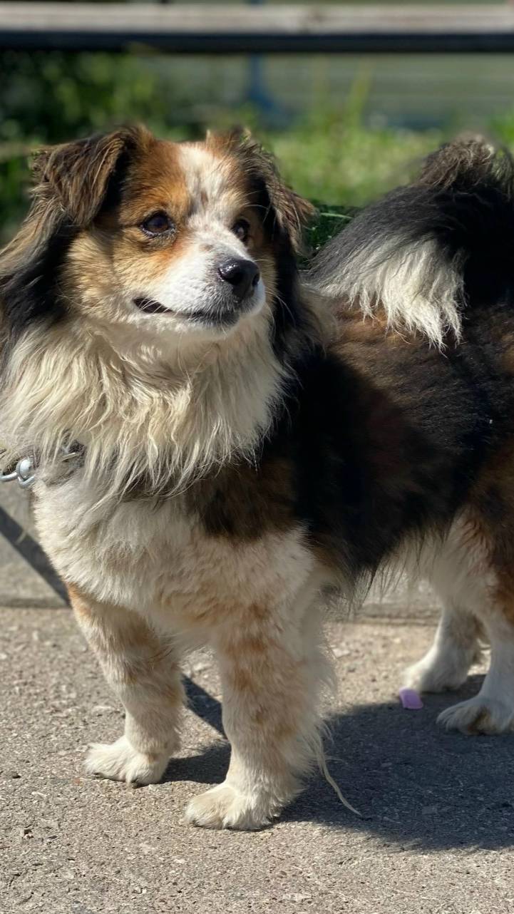 Удивительно, что миниатюрный ЖОРИК всё ещё в приюте