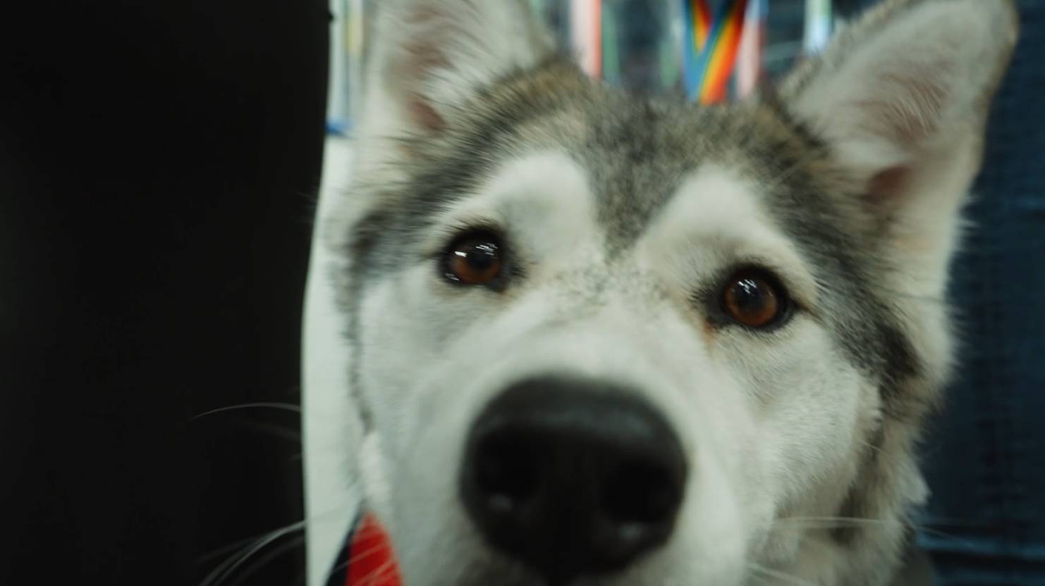 Атмосферное видео матча "Нефтехимик" - "Амур"