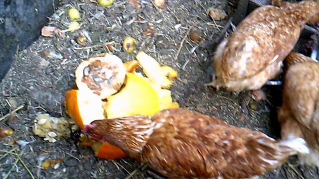 Кормление курочек тыквой