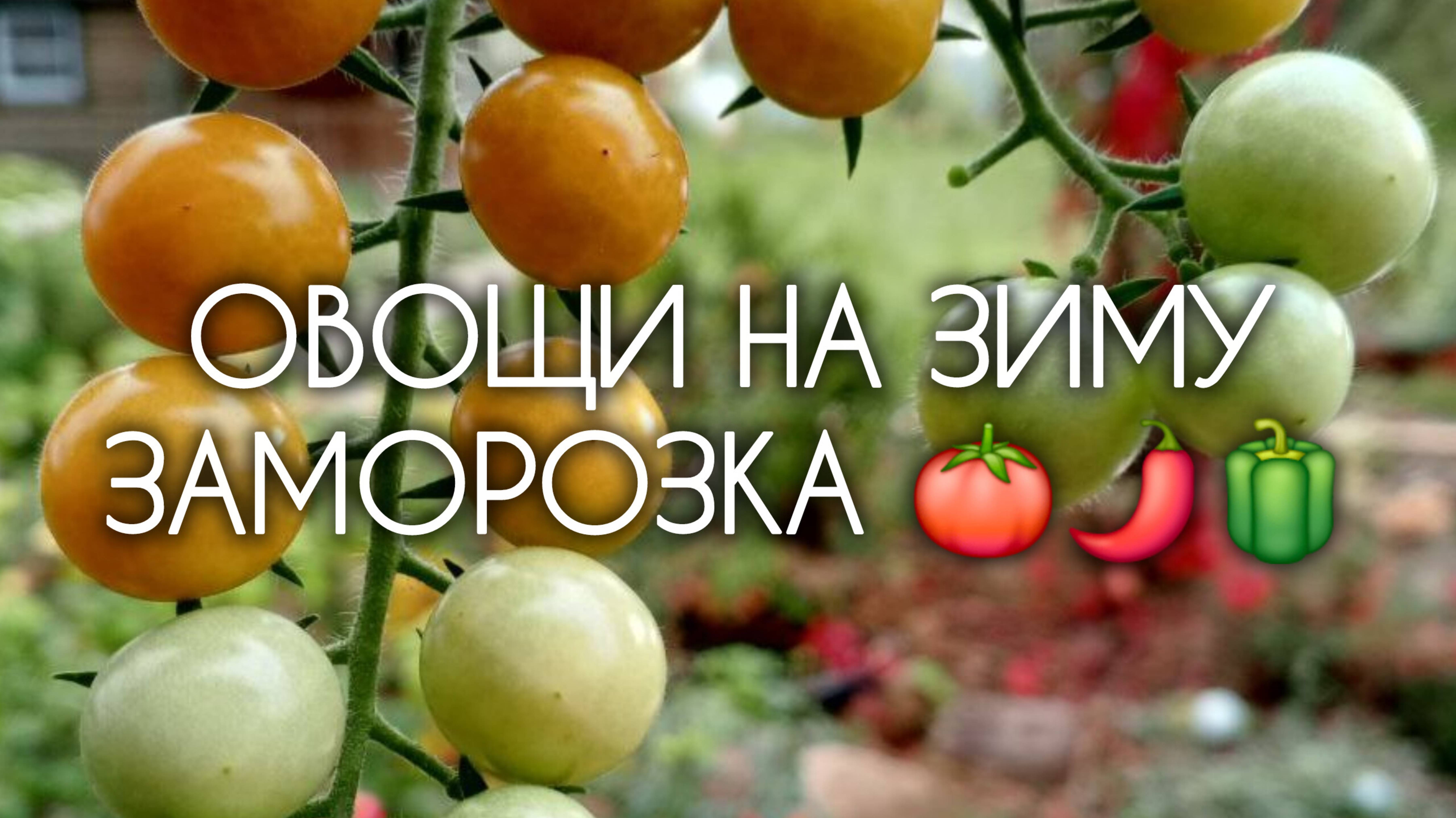 ТОМАТЫ И ПЕРЦЫ 🍅🫑🌶 Заморозка на зиму