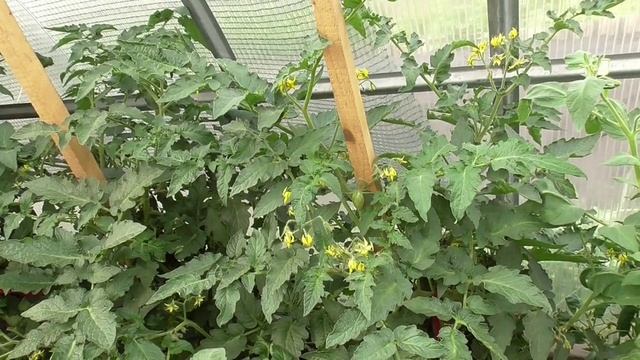 Можно ли Томатных Гномов выращивать в теплице? Да! Но под СТРОГИМ КОНТРОЛЕМ!