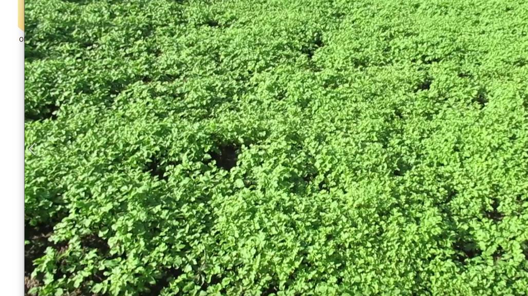 В чем польза от сидератов огороду осенью если мало зеленой массы