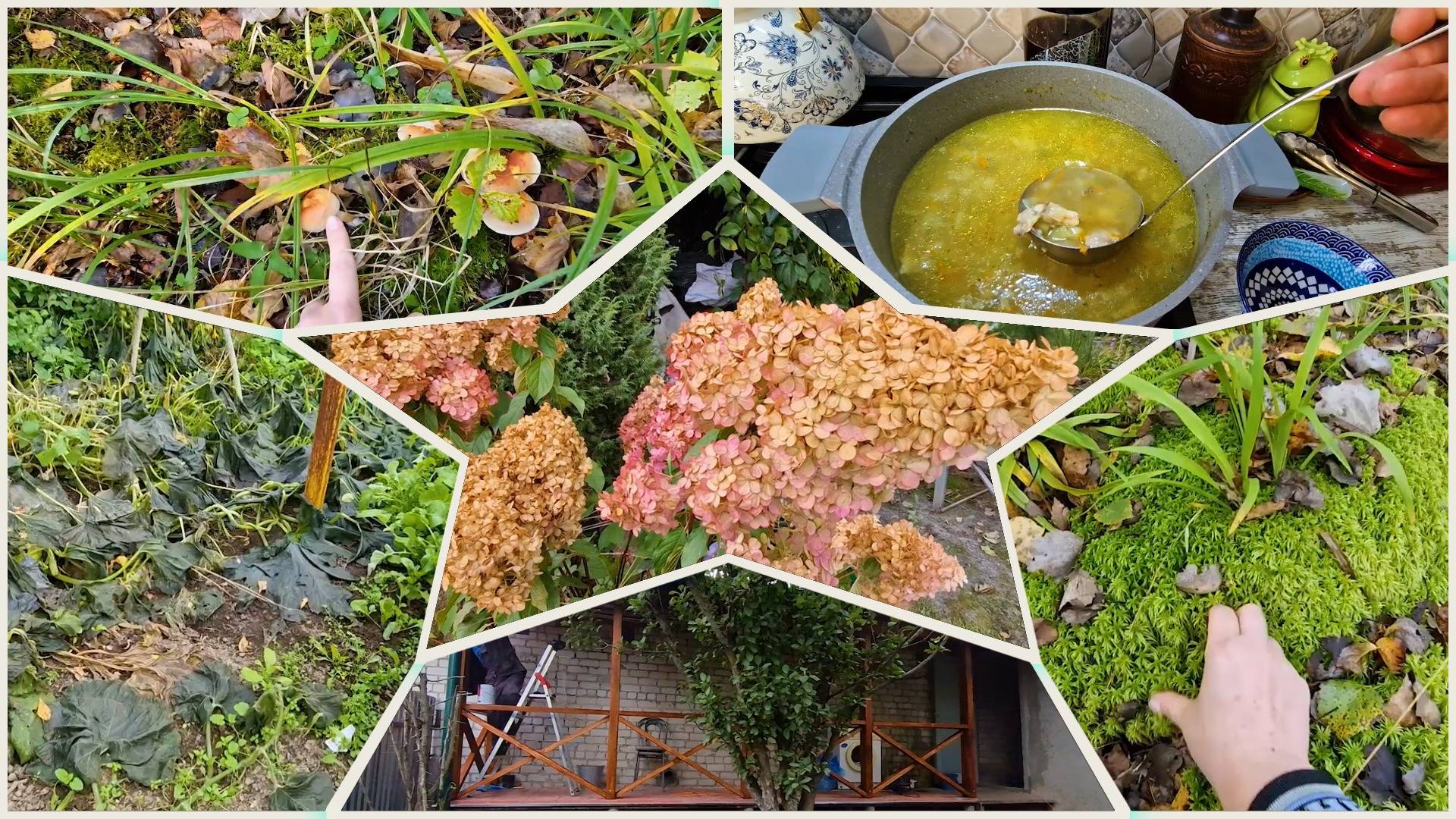 Лес и огород после мороза в октябре. Добываем мох. Веранда и новая кастрюля 🔥👍