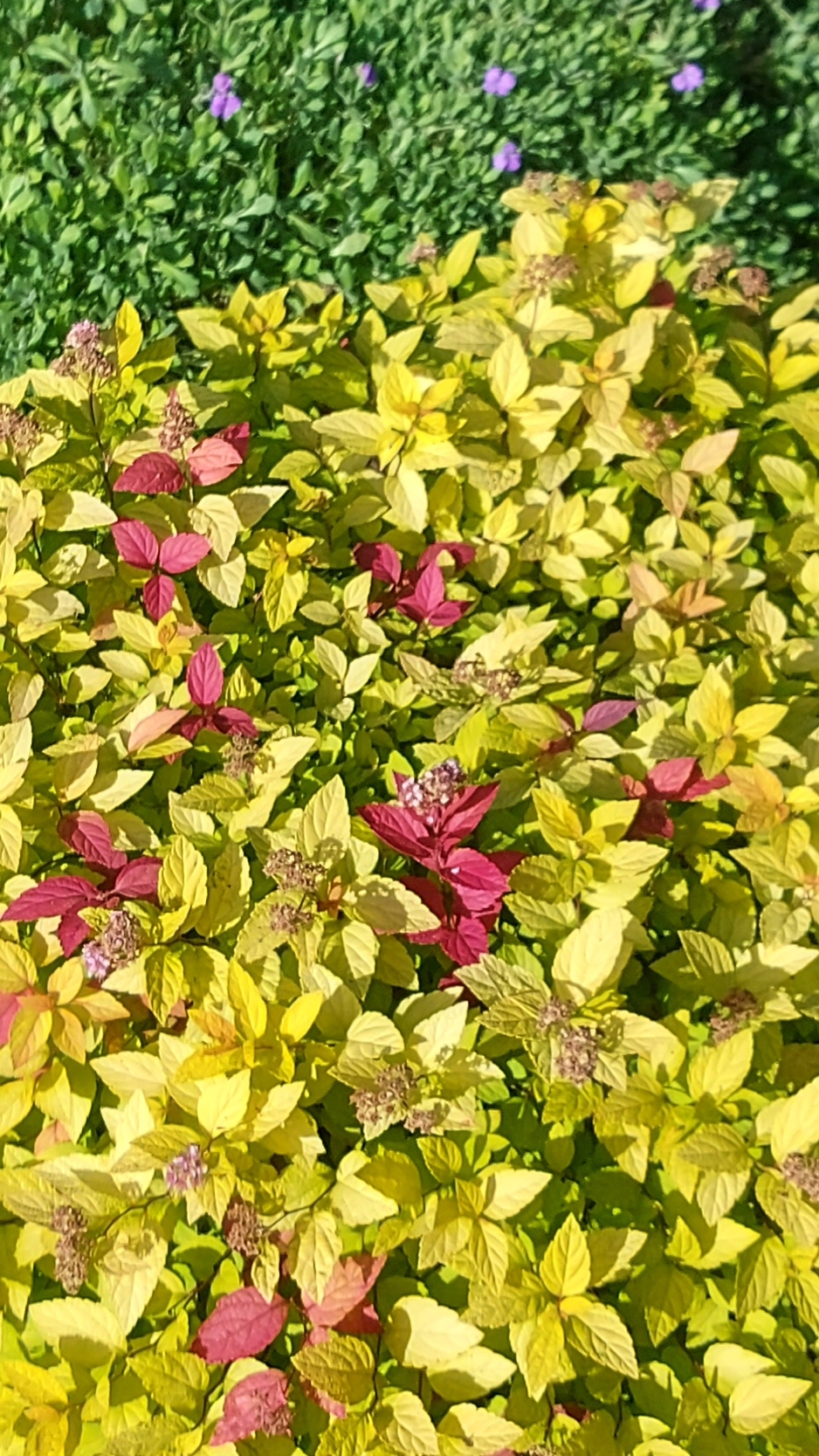 Спирея японская  "Голден Принцесс" в октябре💛🥰