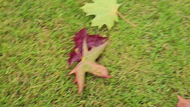 Осенние зарисовки