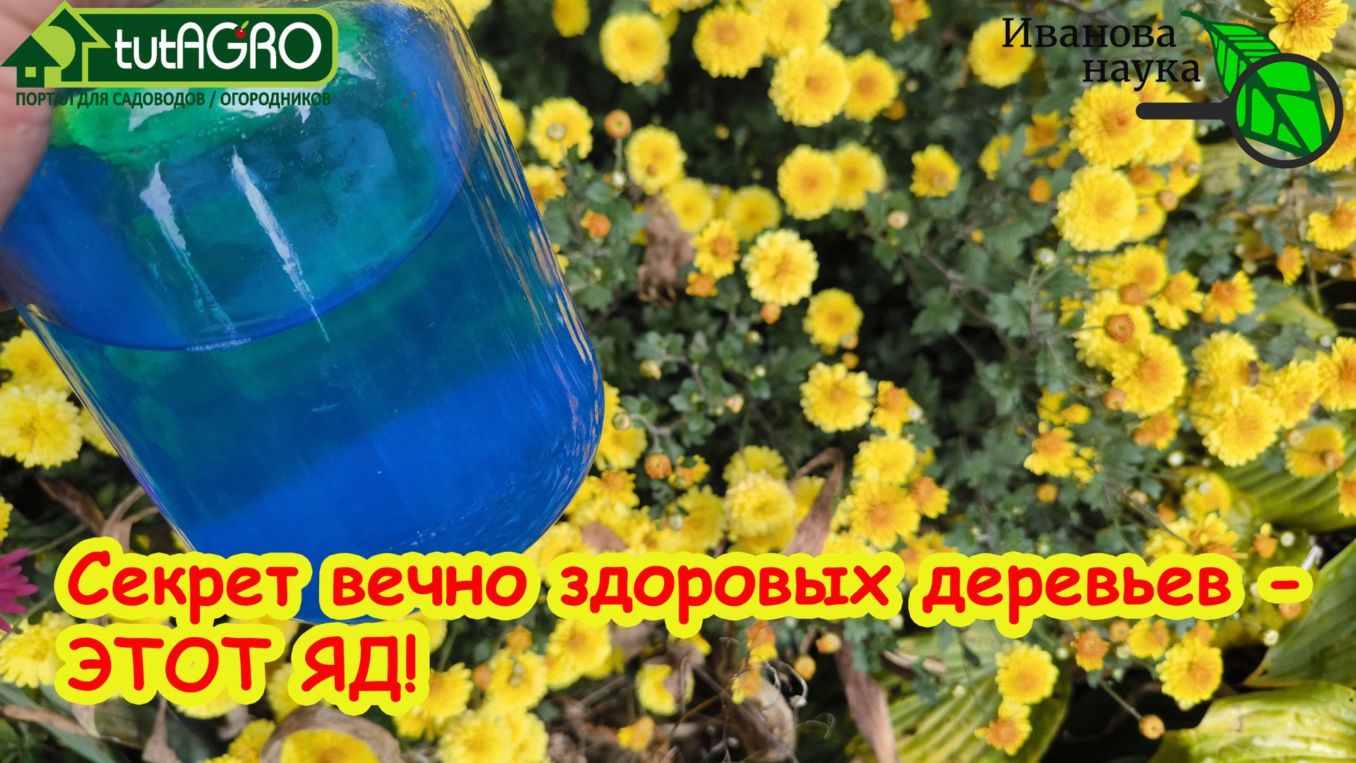 СЕКРЕТ ВЕЧНО ЗДОРОВЫХ РАСТЕНИЙ - СТРАШНЫЙ ЯД! Как обезвредить медный купорос в саду и огороде.