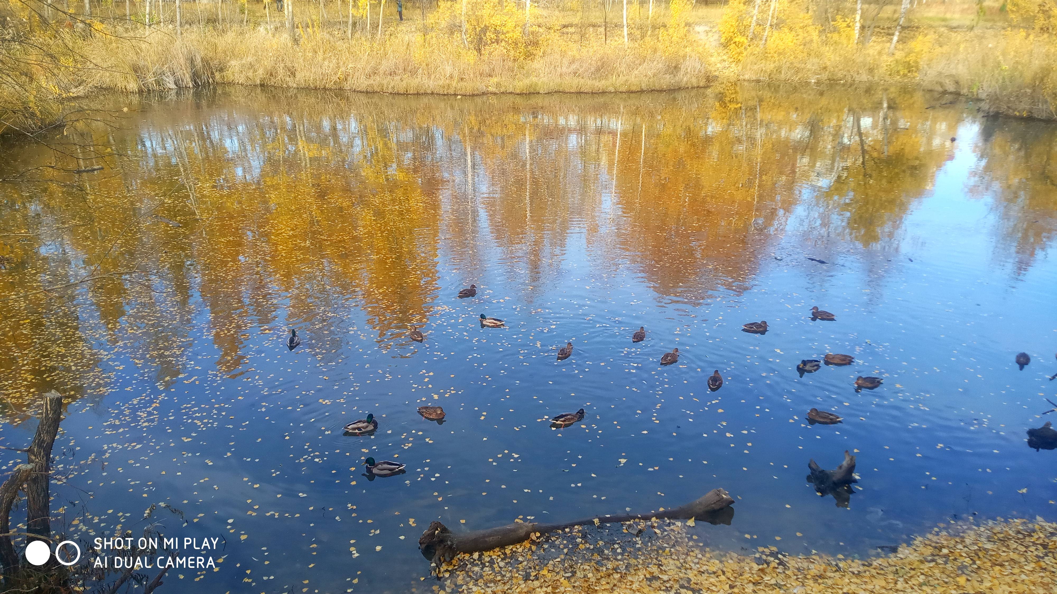 Погода хорошая нужно гулять // Осень в городе