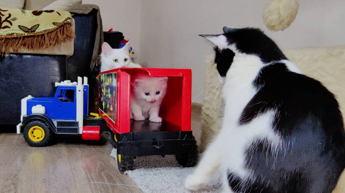 Три котёнка и их мама-кошка. Белый котёнок в кузове грузовика.