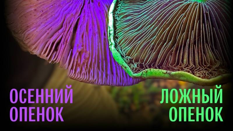 Вторая волна осенних опят и другие грибы. Михаил Вишневский