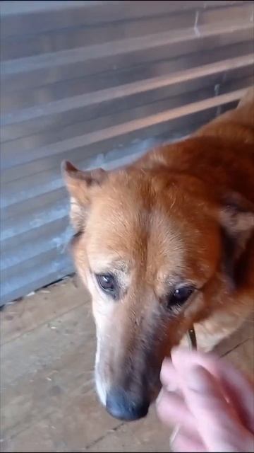 МОЖЕТ ХОТЬ В СТАРОСТИ ЕЙ ПОВЕЗЁТ СТАТЬ ДОМАШНЕЙ ЛЮБИМИЦЕЙ