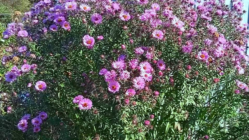 Астра кустарниковая цветущая в октябре