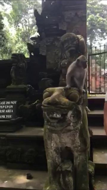 Бали/Парк обезьян (22)/Экскурсии на Бали