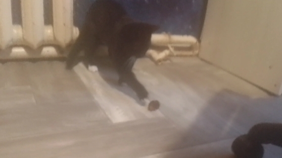 Моя кошка Эльза играется с шишкой