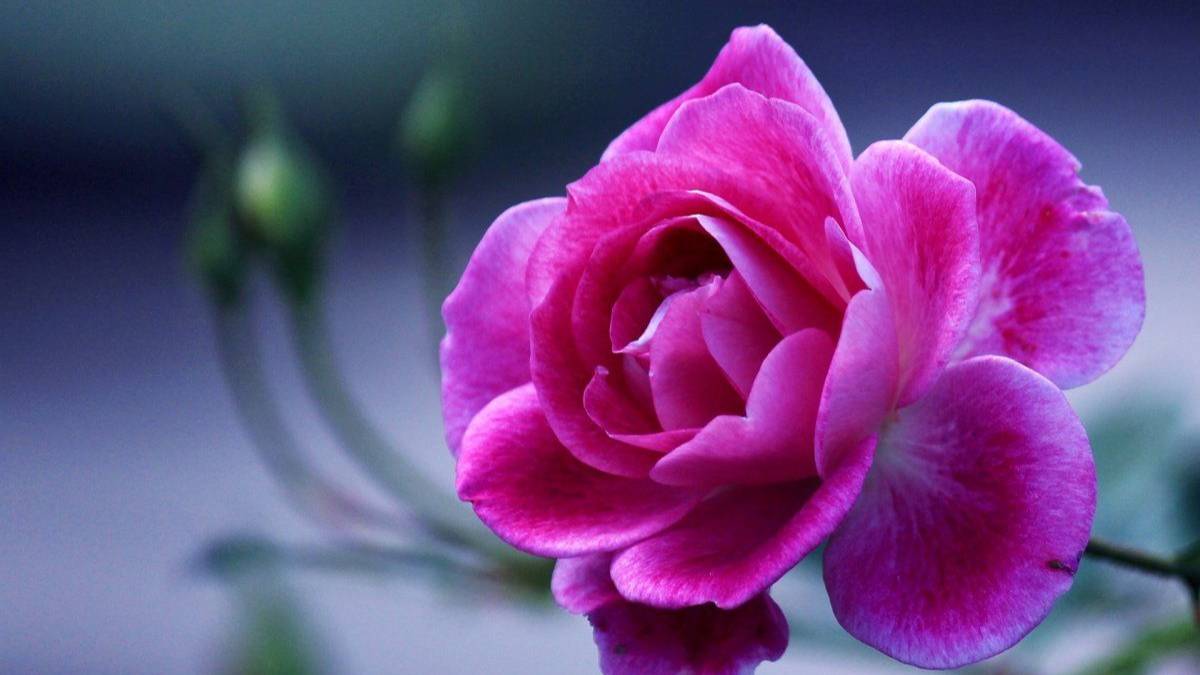 Мини практика Цветок