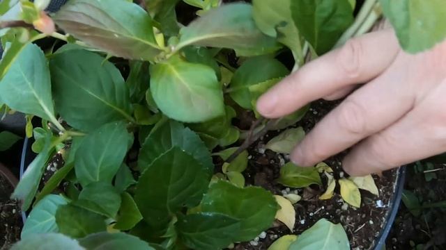 Обработала крупнолистную гортензию. Думала, что листья опадут сами.