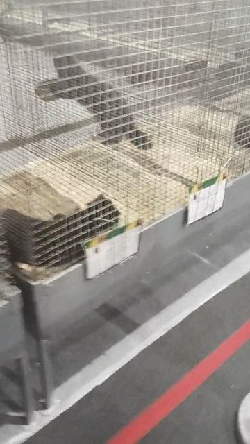 Российская агропромышленная выставка «Золотая осень». Сенсация павильона «Животноводство» (1)