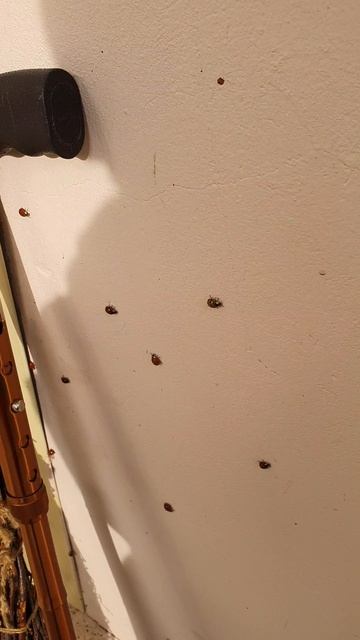 8.10.2025 Слёт Божьих коровок.🐞🐞🐞