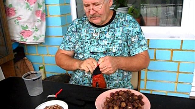 Свои семена клещевины