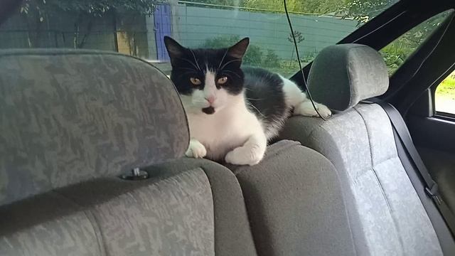 8.8.25г.  🐈ЛЁВУШКА спрятался от Нас и 🐈СВЕТЛЯЧЁК с Ним!!!  Камеру не Любят🙂🙂🙂