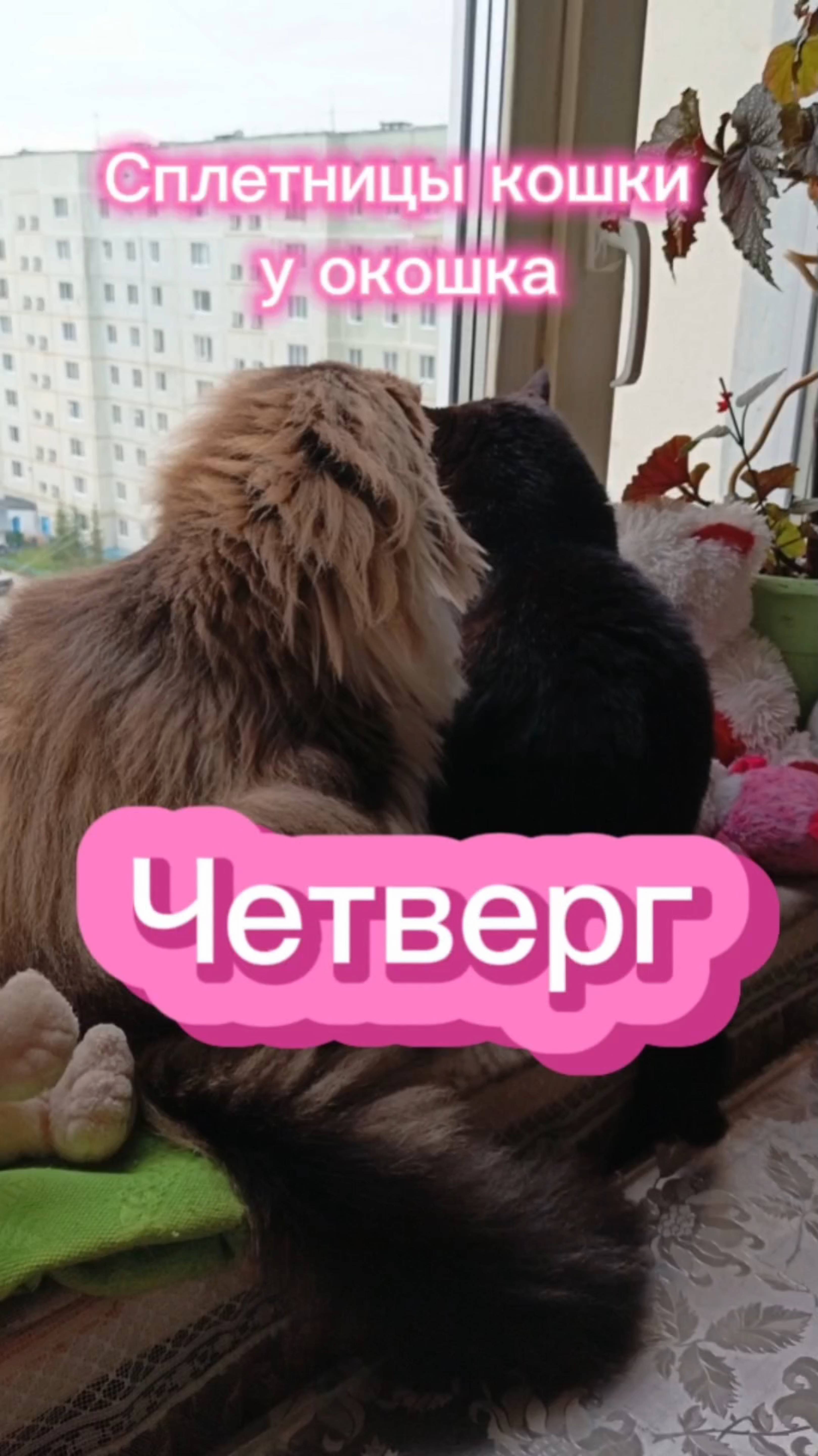 Кошки с озвучкой.