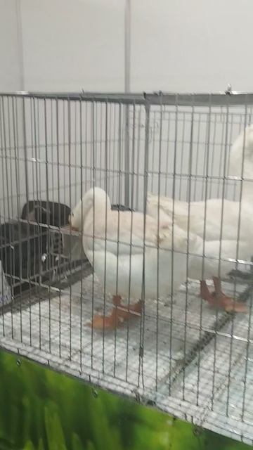 Российская агропромышленная выставка «Золотая осень». Сенсация павильона «Животноводство» (4)