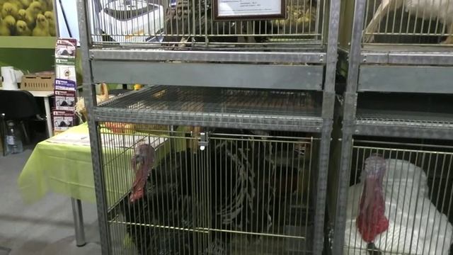 Российская агропромышленная выставка «Золотая осень». Сенсация павильона «Животноводство».