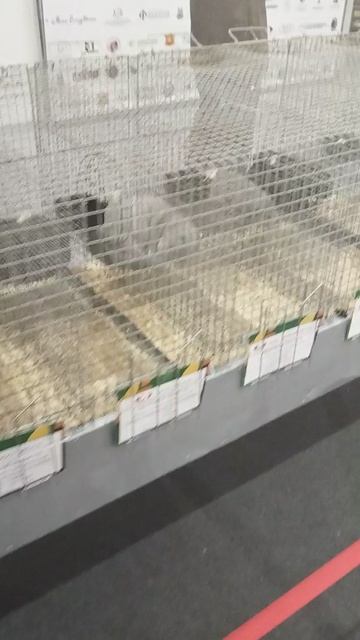 Российская агропромышленная выставка «Золотая осень». Сенсация павильона «Животноводство» (2)